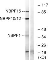 NBPF1/9/10/12/14/15/16/20 Polyclonal Antibody