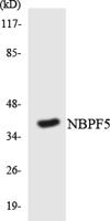 NBPF5 Polyclonal Antibody