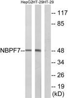NBPF7 Polyclonal Antibody