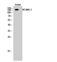 NCAM-L1 Polyclonal Antibody