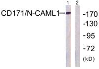 NCAM-L1 Polyclonal Antibody