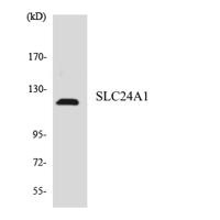 NCKX1 Polyclonal Antibody