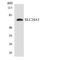 NCKX3 Polyclonal Antibody