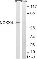 NCKX4 Polyclonal Antibody