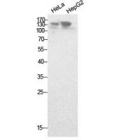 NCoA-3 Polyclonal Antibody