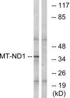 ND1 Polyclonal Antibody