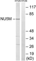 ND5 Polyclonal Antibody