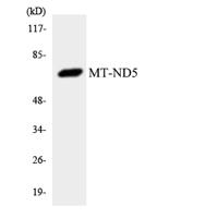 ND5 Polyclonal Antibody