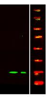 NDF6 Polyclonal Antibody