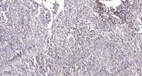 PLD4 Polyclonal Antibody
