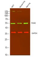 PLIN2 Polyclonal Antibody