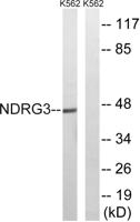 NDRG3 Polyclonal Antibody