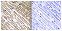 NDRG4 Polyclonal Antibody