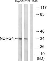 NDRG4 Polyclonal Antibody