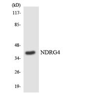 NDRG4 Polyclonal Antibody