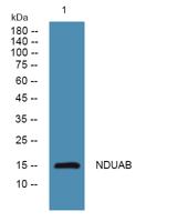 NDUAB Polyclonal Antibody