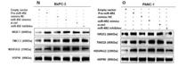 NDUAC Polyclonal Antibody
