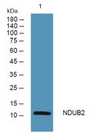 NDUB2 Polyclonal Antibody