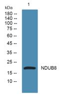 NDUB8 Polyclonal Antibody