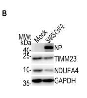 NDUFA4 Polyclonal Antibody