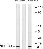 NDUFA4 Polyclonal Antibody