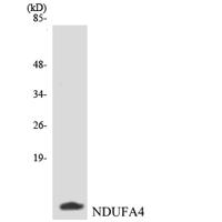 NDUFA4 Polyclonal Antibody