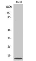 NDUFA4L2 Polyclonal Antibody