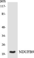 NDUFB9 Polyclonal Antibody