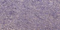 NDUFC1 Polyclonal Antibody