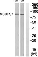 NDUFS1 Polyclonal Antibody