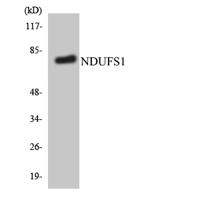 NDUFS1 Polyclonal Antibody