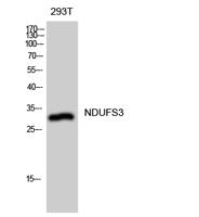 NDUFS3 Polyclonal Antibody