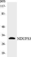 NDUFS3 Polyclonal Antibody