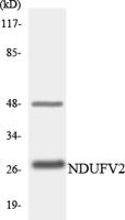 NDUFV2 Polyclonal Antibody