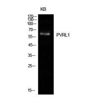 Nectin 1 Polyclonal Antibody