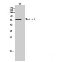 Nectin 1 Polyclonal Antibody