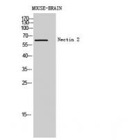 Nectin 2 Polyclonal Antibody