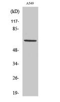 Nectin 3 Polyclonal Antibody