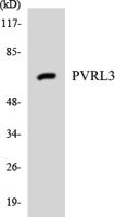 Nectin 3 Polyclonal Antibody