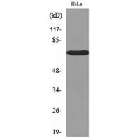 Nectin 3 Polyclonal Antibody