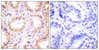 Neddylin Polyclonal Antibody