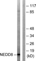Neddylin Polyclonal Antibody