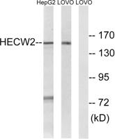 NEDL2 Polyclonal Antibody