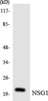 NEEP21 Polyclonal Antibody