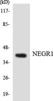 NEGR1 Polyclonal Antibody