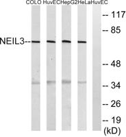 NEIL3 Polyclonal Antibody