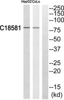 Nek5 Polyclonal Antibody