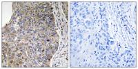 Nek7 Polyclonal Antibody