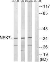 Nek7 Polyclonal Antibody