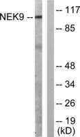 Nek9 Polyclonal Antibody